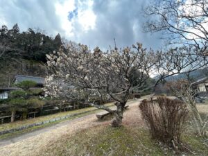 大森の梅の花を見に行きました(o^―^o)ﾆｺ