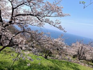 今週がピーク⁈